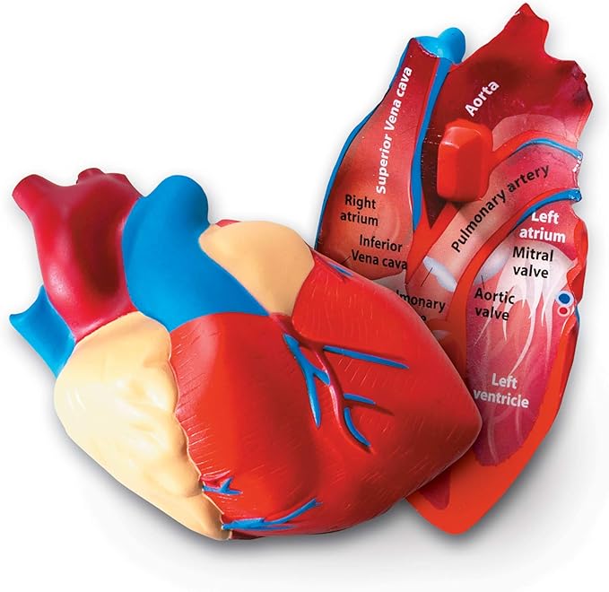 Learning Resources Cross-Section Human Heart Model - Practice Anatomy, Cardiology Artery and Veins Study Tools, Classroom Must Haves, STEM Student Essentials, Back to School Supplies for Teachers