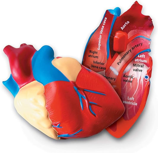 Learning Resources Cross-Section Human Heart Model - Practice Anatomy, Cardiology Artery and Veins Study Tools, Classroom Must Haves, STEM Student Essentials, Back to School Supplies for Teachers