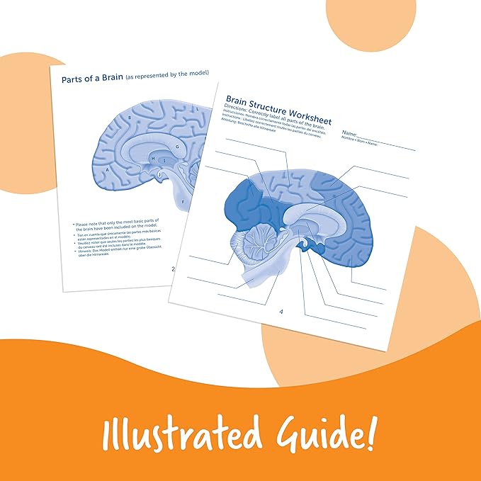 Learning Resources Cross-section Brain Model - 2 Pieces, Ages 7+ Brain Anatomy Model, Brain Functions Model, Human Anatomy for Kids, Foam Brain Model,Back to School Supplies